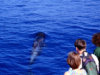 Grupos y escolares ballenas-y-delfines-tenerife-100x75 