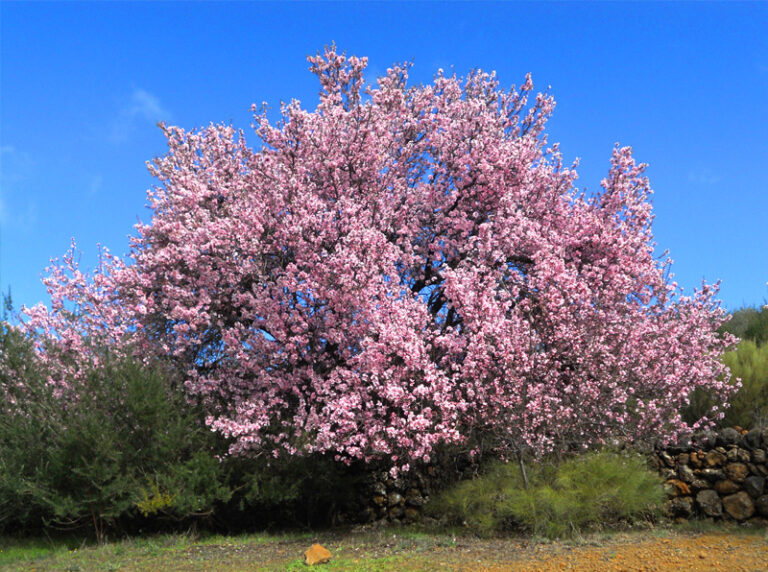 RUTAS ALMENDROS EN FLOR 2020