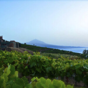 Visita + Restaurante Bodegas Monje