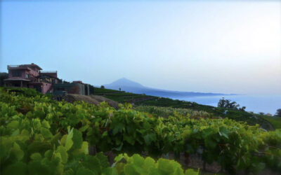 Visita + Restaurante Bodegas Monje