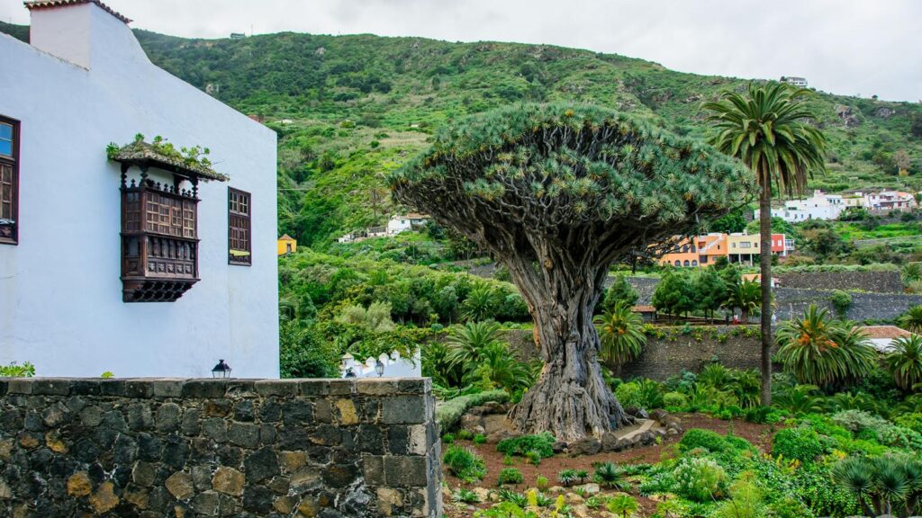 Free Tours Icod de Los Vinos