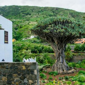 Free Tours Icod de Los Vinos