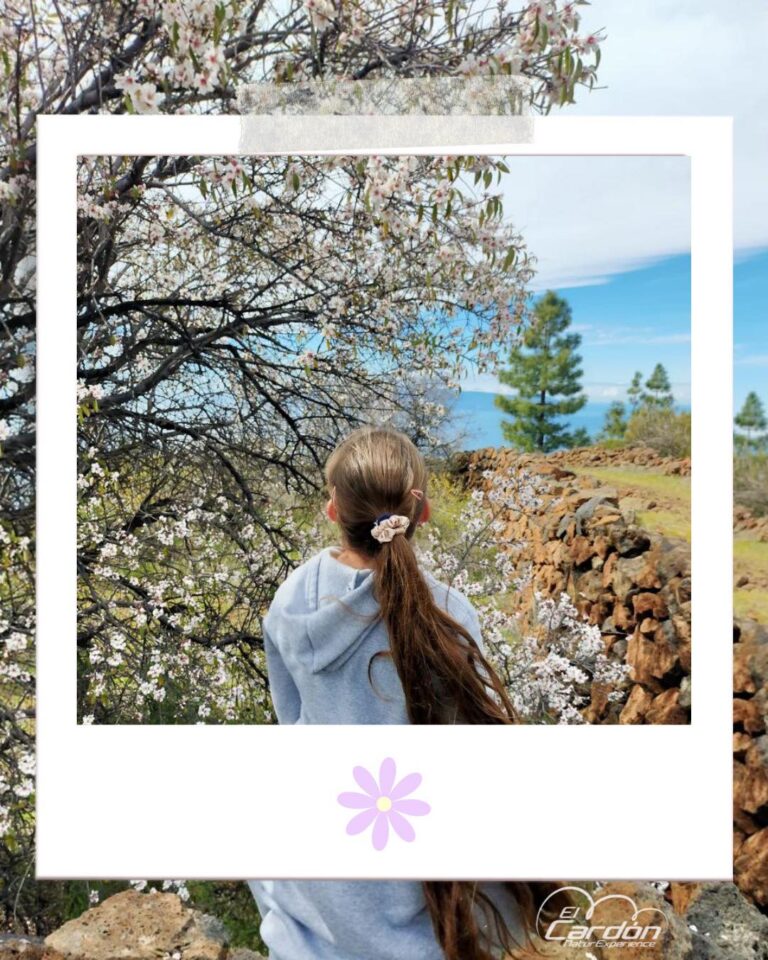 Ruta de Almendros en flor en Santiago del Teide